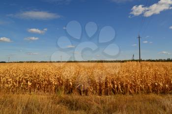 Autumn yellow corn dries on the field