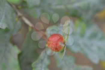 Forest and garden berry closeup