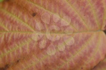 Texture of colorful autumn leaves closeup