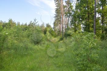 Landscapes of summer forest plants and trees