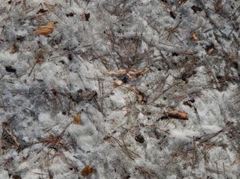 The texture of the leaves of trees, twigs and needles on the snow