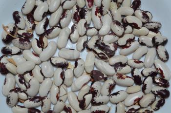 The texture of the beans of various varieties of plants for food