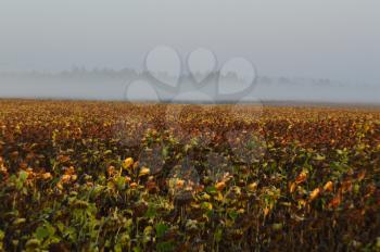 Morning haze on a field of sunflowers