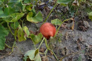 Growing pumpkins in the garden