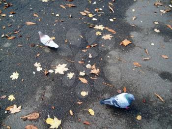 Pigeons on the asphalt look in different directions
