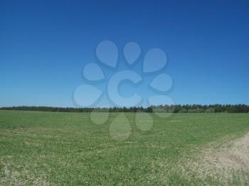 Field outside the city, agriculture plants