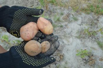 Spring potato harvest in the garden