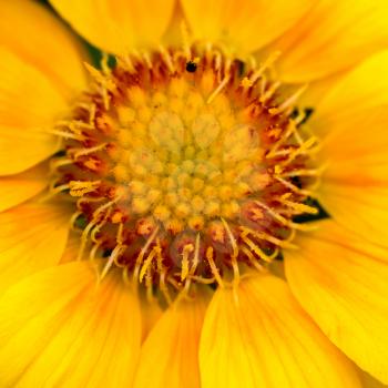 Close-up view of a Yellow Gazania flower