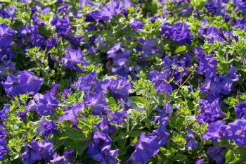 Display of blue Petunias in a flowerbed in East Grinstead