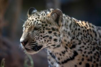 Jaguar at Loro Parque Zoo