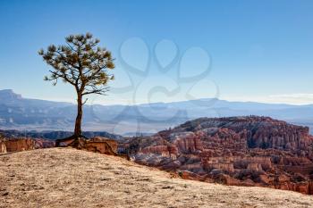 Lonesome Pine on the Edge of Bryce Canyon