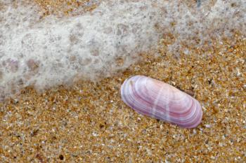 Pink Shell on the Beach at Quarteira in Portugal