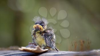 Blue Tit (cyanistes caeruleus) fledgling