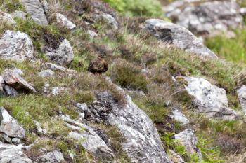 Common Buzzard (Buteo buteo)