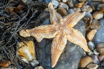 Common Starfish (Asterias Rubens) Washed Ashore at Dungeness