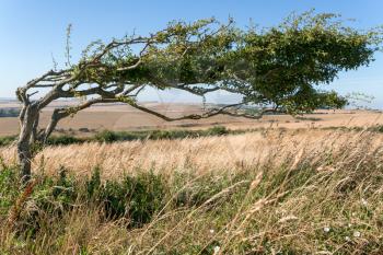 Tree bent over due to prolonged force of the wind near Beachy Head in East Sussex