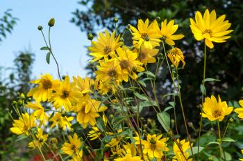 Group of yellow Daises in East Grinstead