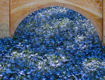 Display of Blue Flowers in East Grinstead