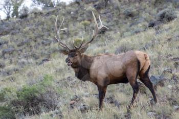 Elk or Wapiti (Cervus canadensis)