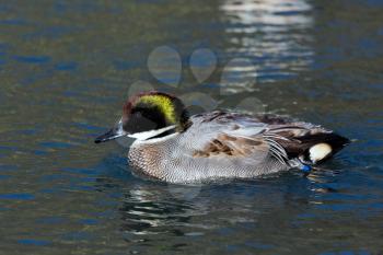 Falcated Duck or Teal (Anas falcata)