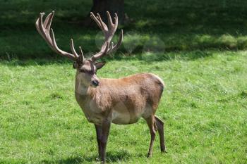 Red Deer (Cervus elaphus)