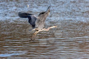 Grey Heron Taking Off