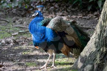 Peacock (Pavo cristatus)