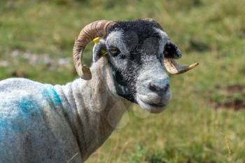 Portrait of a goat near the village of Conistone in the Yorkshire Dales National Park