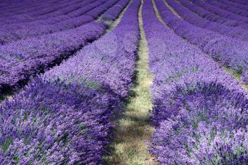 Lavender Field in Banstead Surrey