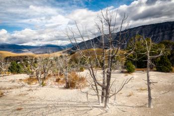Dead Trees at Mammoth Hot Springs