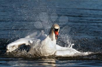 Mute Swan (Cygnus olor)