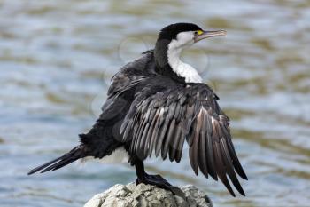 Pied Cormorant (Phalacrocorax varius)