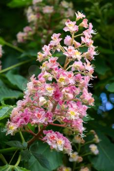 Sweet Chestnut Blossom (Castanea sativa)