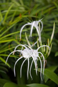 Spider Lily (Amaryllidaceae)