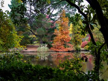 Tree Leaves Changing Colour in Autumn