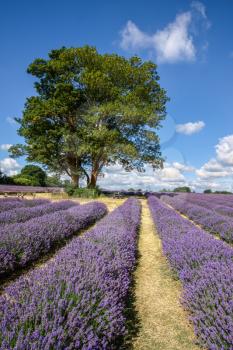 Two Trees in a Field of Lavender