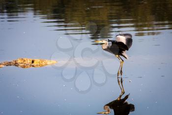 Grey Heron Coming in to Land