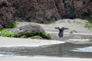 Variable Oystercatcher (Haematopus unicolor)