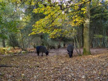 Cows Grazing for Acorns in the Ashdown Forest