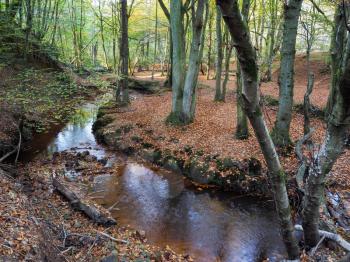 Scenic View of the Ashdown Forest in Sussex