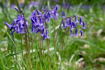 Bluebells in Full Bloom