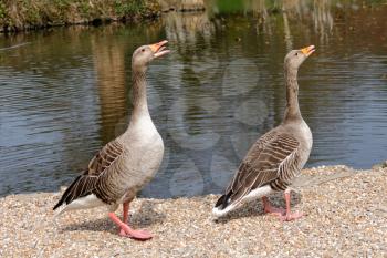 A pair of Greylag Geese (Anser anser)