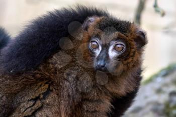 Black Lemur (Eulemur macaco)