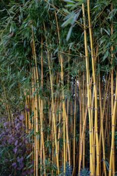A clump of Bamboo growing in the park in Crawley West Sussex