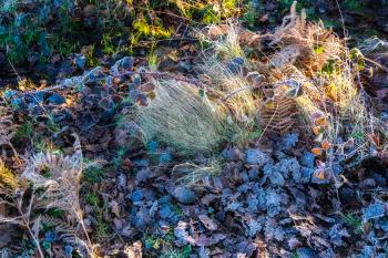 Frosty plants at Chailey Nature reserve in East Sussex