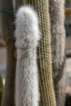 Silver woolly Cleistocactus straussii (Heese) Backeb