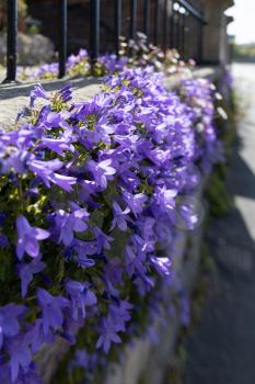 Bellflower plant flowering in the sunshine on a wall in Bristol