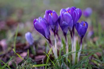 Crocuses Flowering in East Grinstead