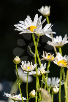 Wild Ox-Eye Daisies (Leucanthemum vulgare) flowering in the springtime sunshine