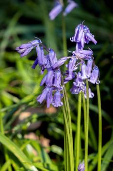 A clump of Bluebells flowering in the spring sunshine